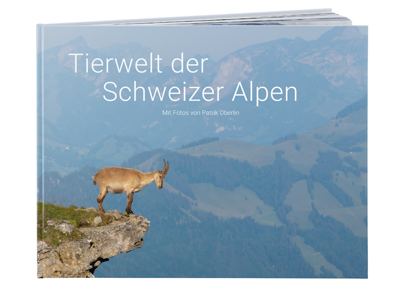 PRODUCT_GALLERY_IMAGE_ALT